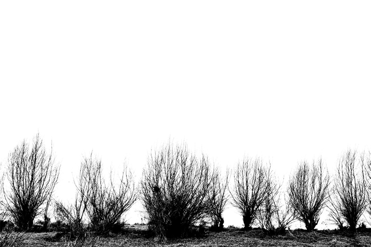 A row of bare trees beneath a white sky