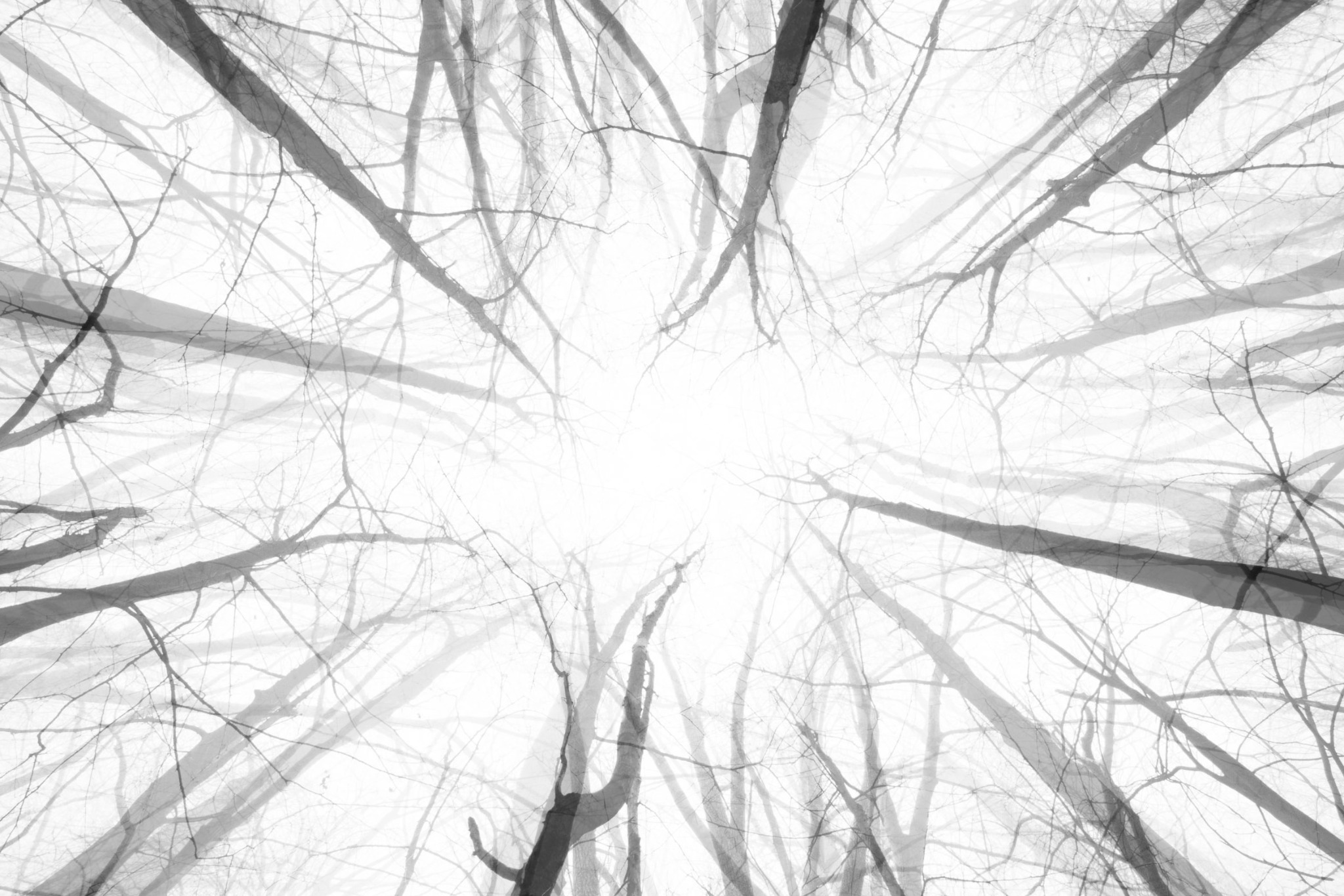 Bare tree trunks and branches surrounding a pale sky