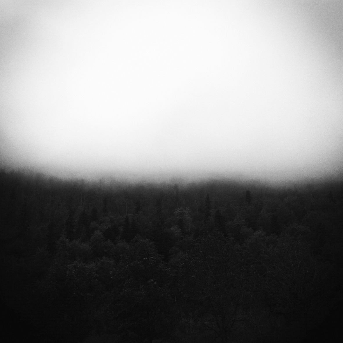 A dark forest beneath a soft white sky