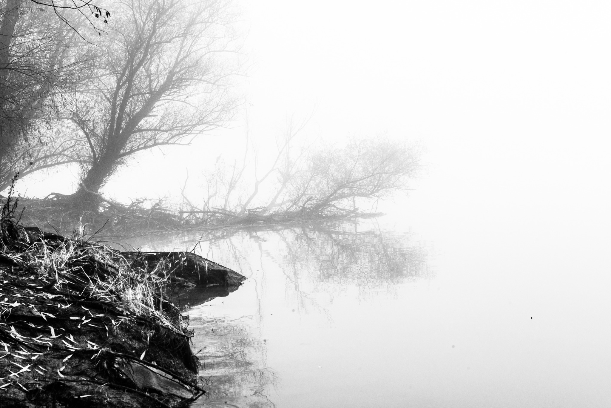 A bare tree leaning over a rocky riverbank in fog