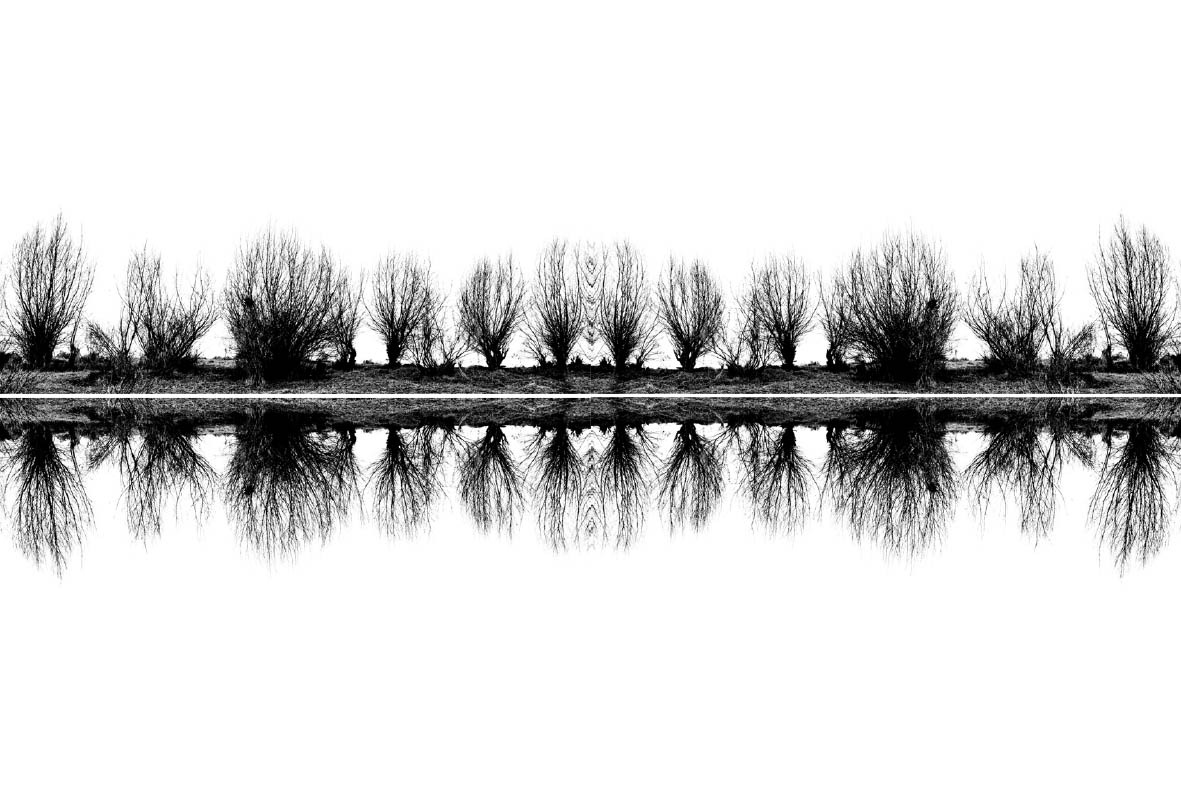 A line of bare trees reflected in still water