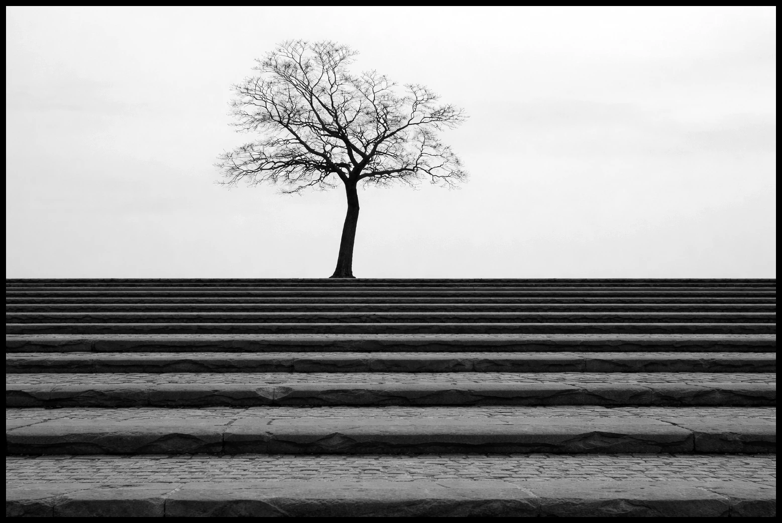 A bare tree above broad stone steps in a monochrome scene