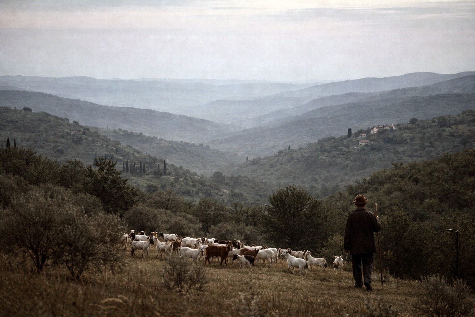 A person with a herd of goats on a hillside above a valley
