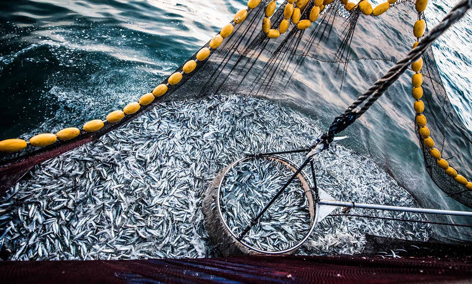 A fishing net full of sardines beside yellow floats