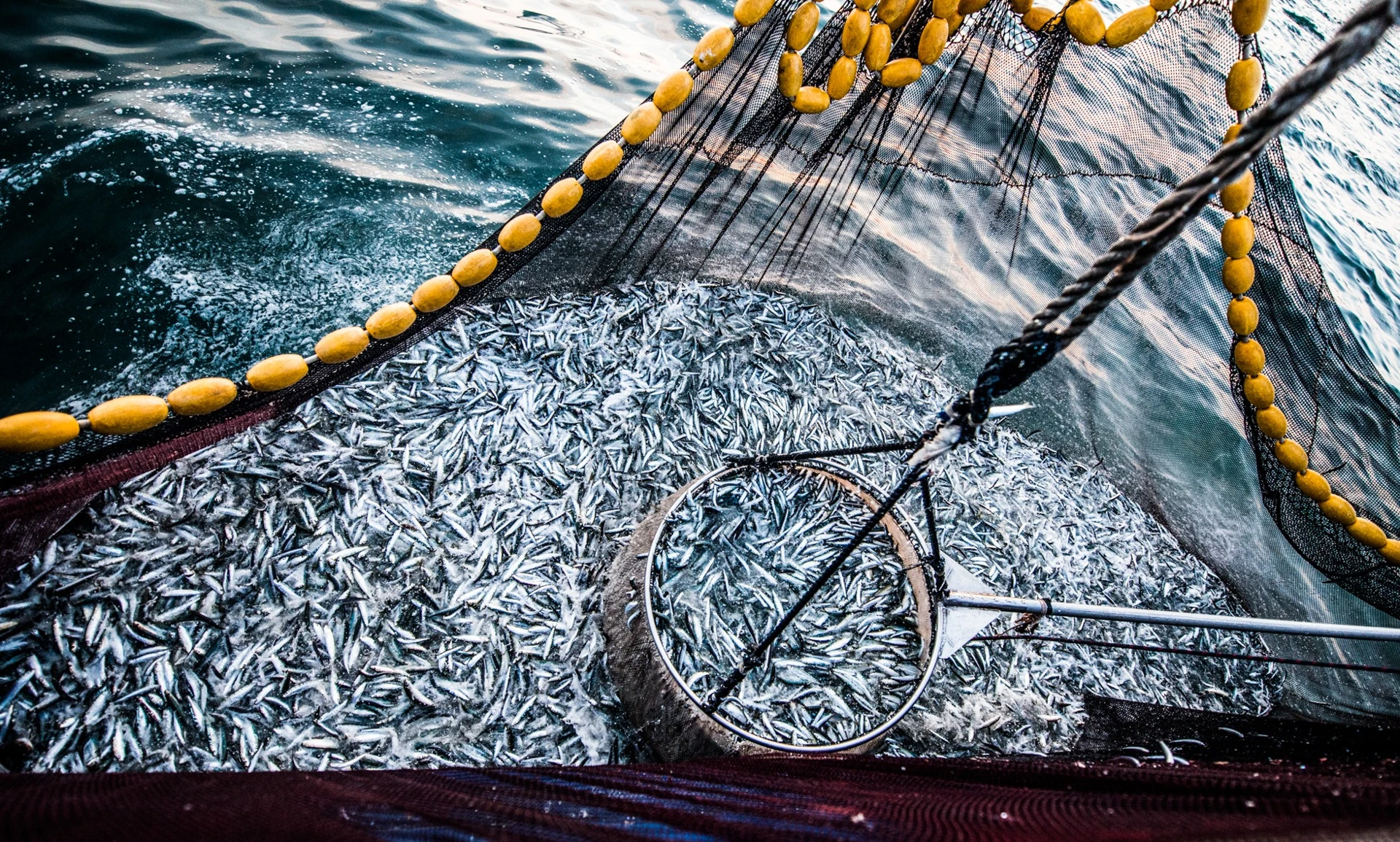 A fishing net holding silver fish beside yellow floats