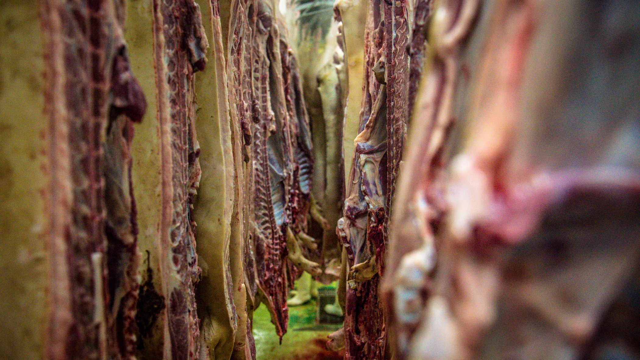 Killing for living — photograph 6, DSC_0503