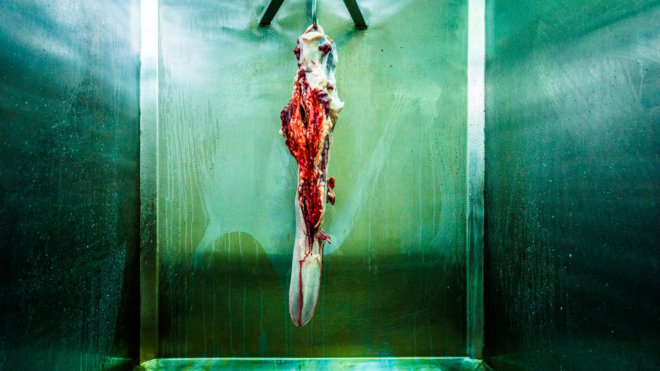Killing for living — photograph 13, DSC_0559