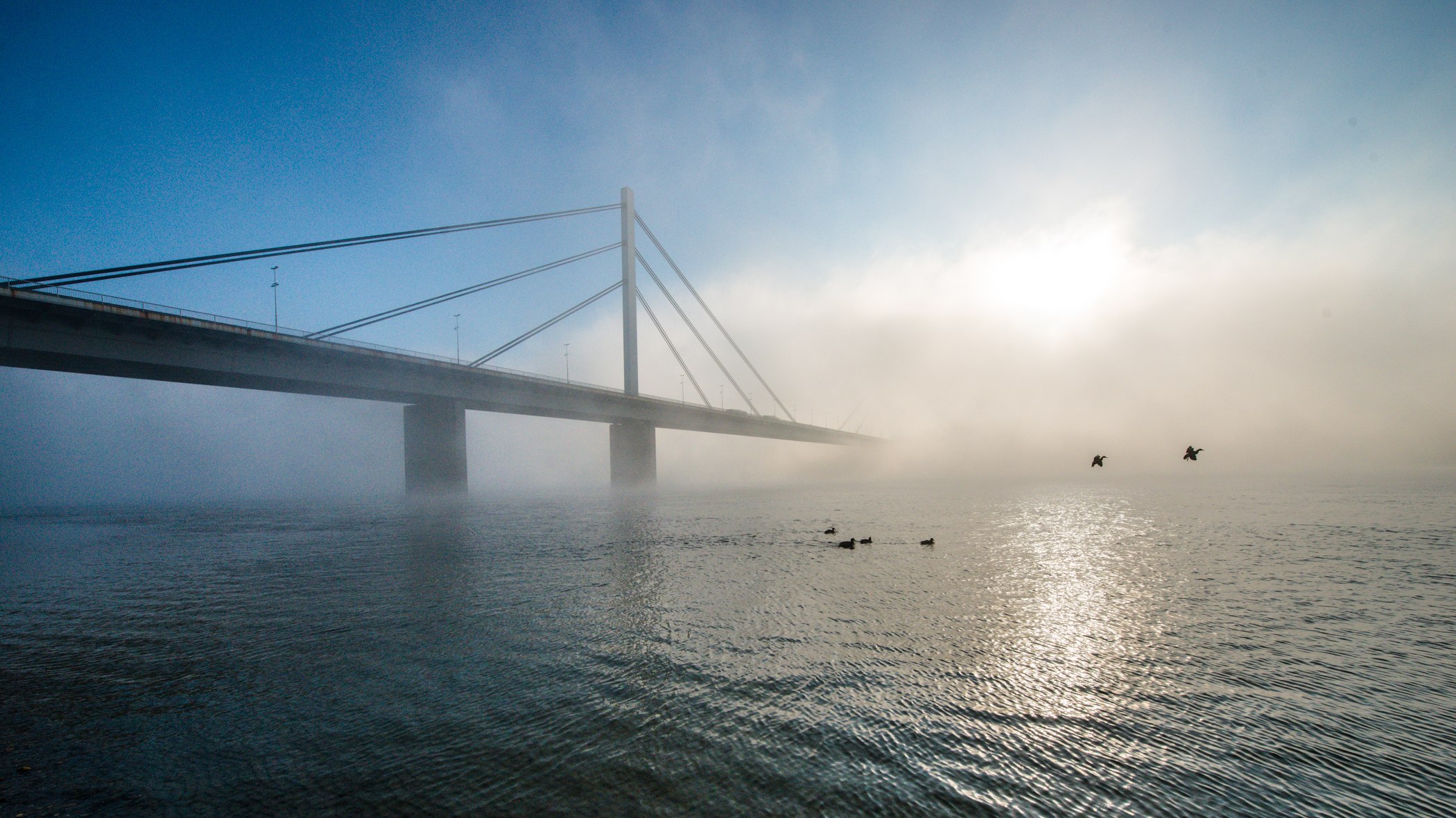 Most slobode, Novi Sad: morning mist