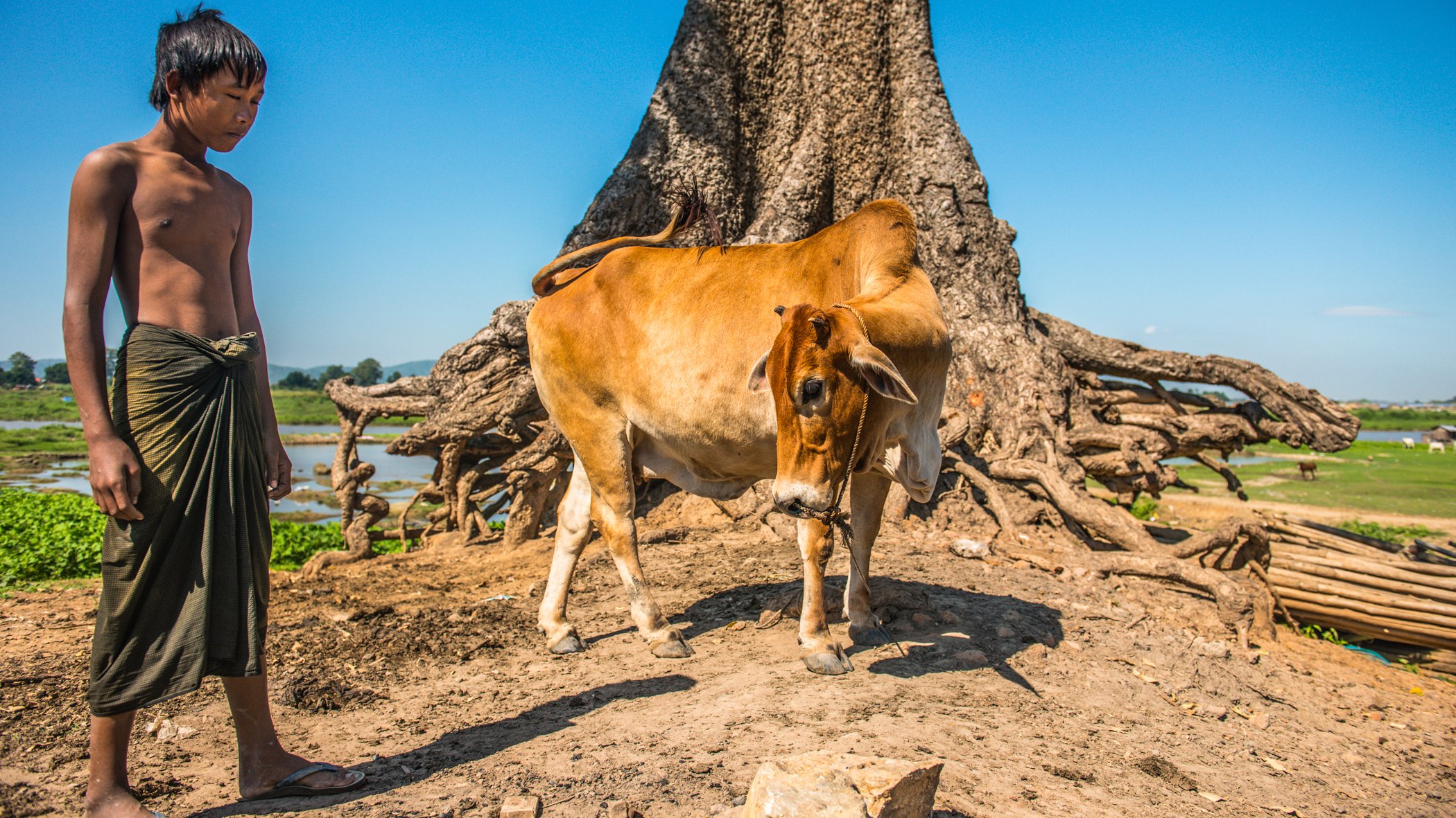 A Cow Beneath the Old Tree — Myanmar