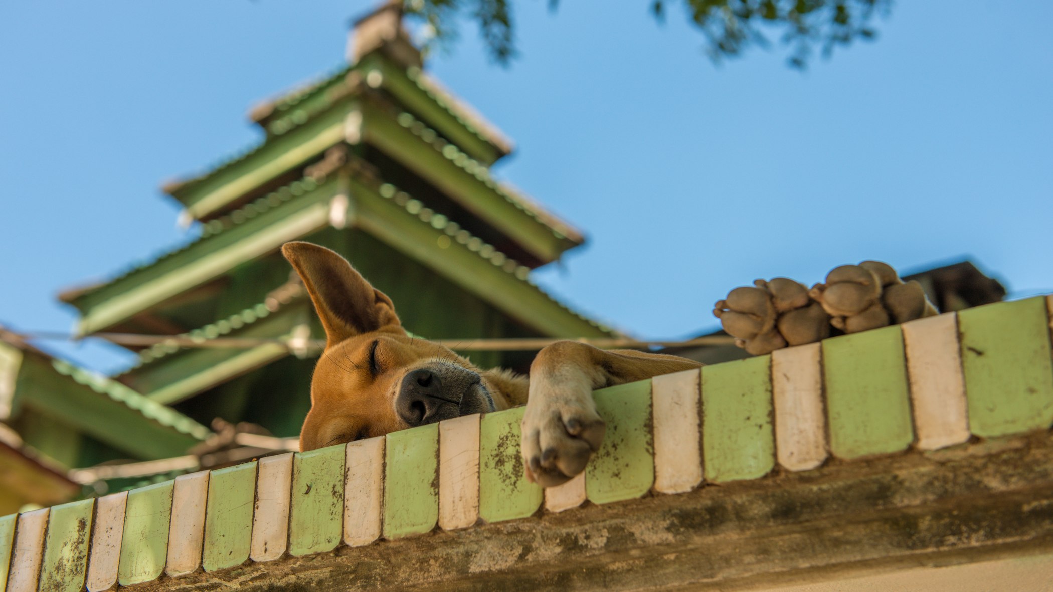 A Dog Beneath the Pagoda — Myanmar