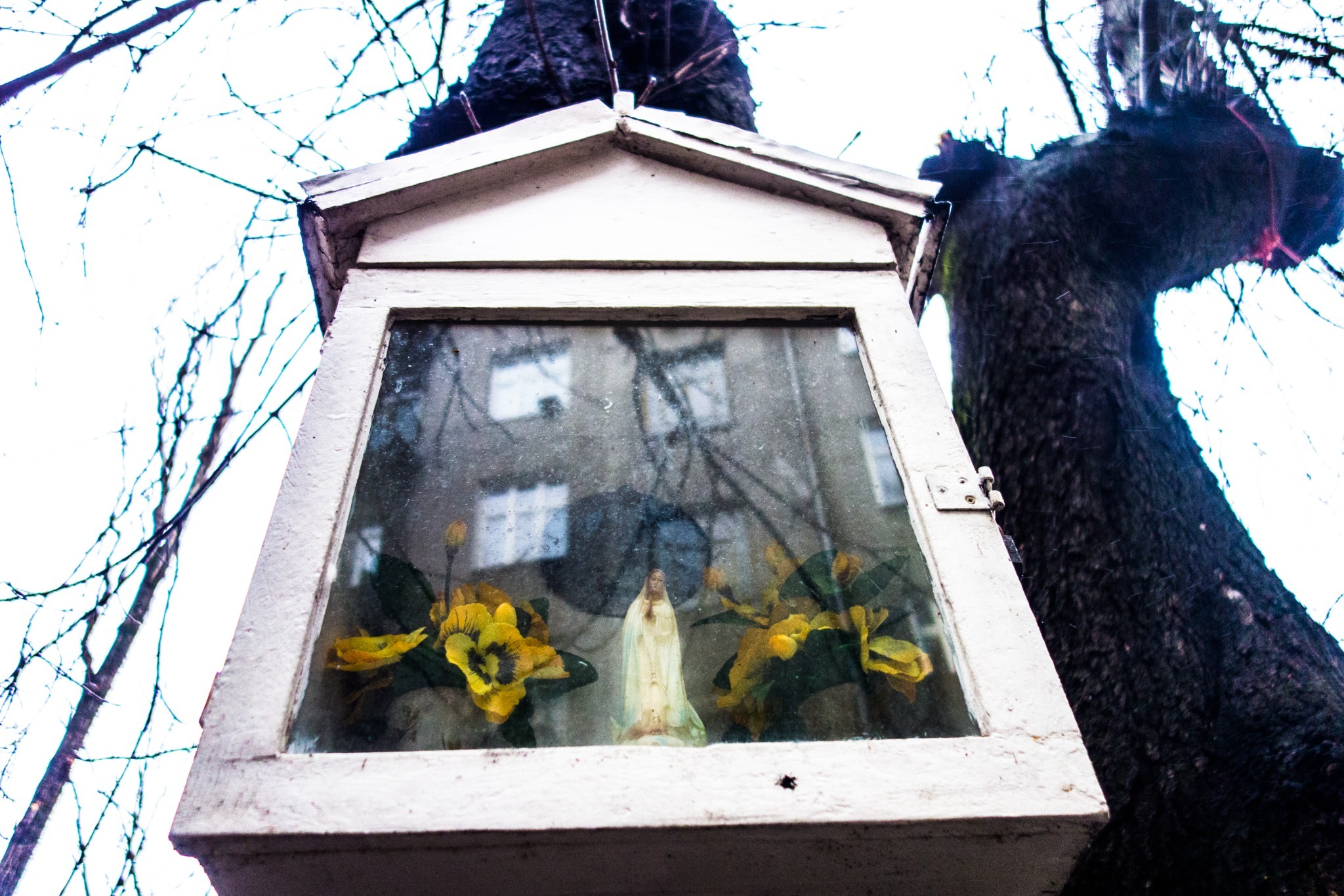 A small glass-fronted shrine mounted beside a tree trunk